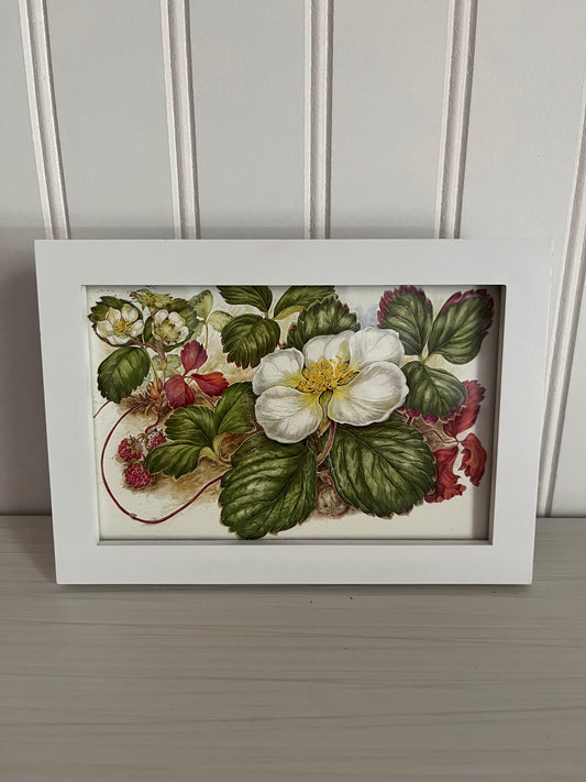 Modern Framed Wild Strawberry  Picture  Postcard - Botanical Decor, Fragaria chiloensis